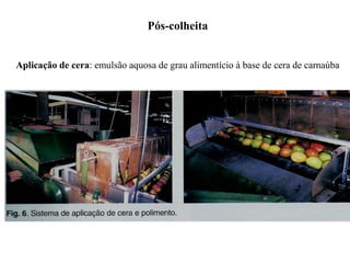 Pós-colheita
Aplicação de cera: emulsão aquosa de grau alimentício à base de cera de carnaúba
 