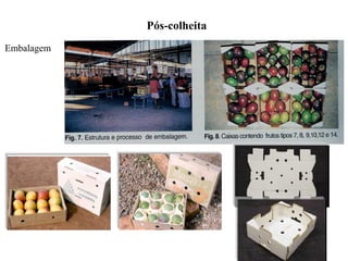 Pós-colheita
Embalagem
 