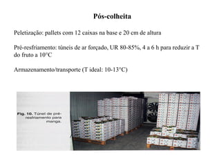 Pós-colheita
Peletização: pallets com 12 caixas na base e 20 cm de altura
Pré-resfriamento: túneis de ar forçado, UR 80-85%, 4 a 6 h para reduzir a T
do fruto a 10°C
Armazenamento/transporte (T ideal: 10-13°C)
 