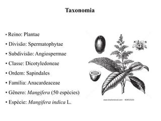 Taxonomia
• Reino: Plantae
• Divisão: Spermatophytae
• Subdivisão: Angiospermae
• Classe: Dicotyledoneae
• Ordem: Sapindales
• Família: Anacardeaceae
• Gênero: Mangifera (50 espécies)
• Espécie: Mangifera indica L.
 