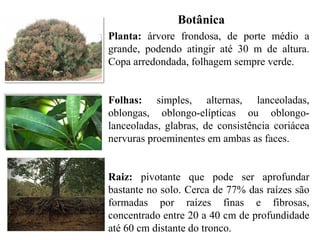 Botânica
Planta: árvore frondosa, de porte médio a
grande, podendo atingir até 30 m de altura.
Copa arredondada, folhagem sempre verde.
Folhas: simples, alternas, lanceoladas,
oblongas, oblongo-elípticas ou oblongo-
lanceoladas, glabras, de consistência coriácea
nervuras proeminentes em ambas as faces.
Raiz: pivotante que pode ser aprofundar
bastante no solo. Cerca de 77% das raízes são
formadas por raízes finas e fibrosas,
concentrado entre 20 a 40 cm de profundidade
até 60 cm distante do tronco.
 