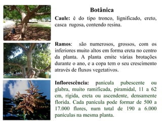 Botânica
Caule: é do tipo tronco, lignificado, ereto,
casca rugosa, contendo resina.
Ramos: são numerosos, grossos, com os
inferiores muito altos em forma ereta no centro
da planta. A planta emite várias brotações
durante o ano, e a copa tem o seu crescimento
através de fluxos vegetativos.
Inflorescência: panícula pubescente ou
glabra, muito ramificada, piramidal, 11 a 62
cm, rígida, ereta ou ascendente, densamente
florida. Cada panícula pode formar de 500 a
17.000 flores, num total de 190 a 6.000
panículas na mesma planta.
 