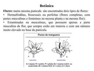 Botânica
Flores: numa mesma panícula são encontradas dois tipos de flores:
• Hermafroditas, bissexuais ou perfeitas (flores completas, com
partes masculinas e femininas na mesma planta e na mesma flor);
• Estaminadas ou masculinas, que possuem apenas a parte
masculina da flor, que sempre estão em maioria e com um número
muito elevado na base da panícula.
 