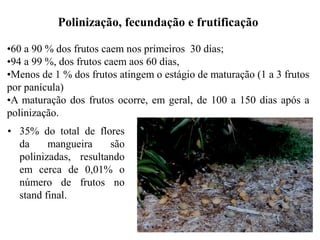 Polinização, fecundação e frutificação
•60 a 90 % dos frutos caem nos primeiros 30 dias;
•94 a 99 %, dos frutos caem aos 60 dias,
•Menos de 1 % dos frutos atingem o estágio de maturação (1 a 3 frutos
por panícula)
•A maturação dos frutos ocorre, em geral, de 100 a 150 dias após a
polinização.
• 35% do total de flores
da mangueira são
polinizadas, resultando
em cerca de 0,01% o
número de frutos no
stand final.
 