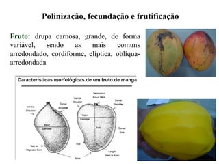Fruto: drupa carnosa, grande, de forma
variável, sendo as mais comuns
arredondado, cordiforme, elíptica, oblíqua-
arredondada
Polinização, fecundação e frutificação
 