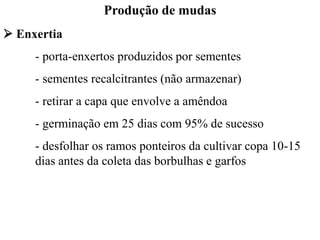 Produção de mudas
➢ Enxertia
- porta-enxertos produzidos por sementes
- sementes recalcitrantes (não armazenar)
- retirar a capa que envolve a amêndoa
- germinação em 25 dias com 95% de sucesso
- desfolhar os ramos ponteiros da cultivar copa 10-15
dias antes da coleta das borbulhas e garfos
 