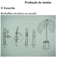 Produção de mudas
➢ Enxertia
Borbulhia em placa ou escudo
 