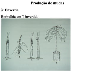 Produção de mudas
➢ Enxertia
Borbulhia em T invertido
 