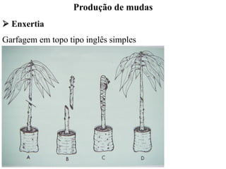 Produção de mudas
➢ Enxertia
Garfagem em topo tipo inglês simples
 