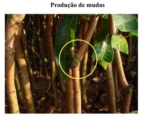 Produção de mudas
 