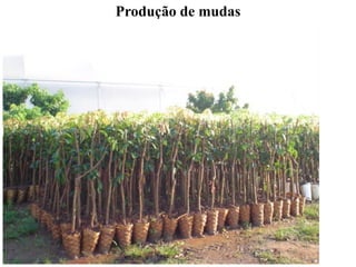 Produção de mudas
 