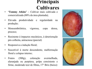 Principais
Cultivares
• ‘Tommy Atkins’ – Cultivar mais cultivada e
comercializada (80% da área plantada);
• Elevada produtividade e regularidade na
produção;
• Monoembriônica, vigorosa, copa densa,
precoce;
• Resistente à impactos mecânicos, à deterioração
pós colheita, antracnose (parcial)
• Responsiva a indução floral;
• Suscetível à morte descendente, malformação
floral e colapso interno;
• Frutos (500g), coloração avermelhada,
alaranjada ou purpúrea, polpa consistente e
firme, moderado teor de fibras, 17° Brix (baixo)
 