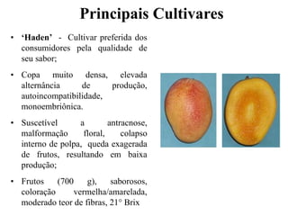 • ‘Haden’ - Cultivar preferida dos
consumidores pela qualidade de
seu sabor;
• Copa muito densa, elevada
alternância de produção,
autoincompatibilidade,
monoembriônica.
• Suscetível a antracnose,
malformação floral, colapso
interno de polpa, queda exagerada
de frutos, resultando em baixa
produção;
• Frutos (700 g), saborosos,
coloração vermelha/amarelada,
moderado teor de fibras, 21° Brix
Principais Cultivares
 