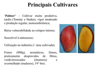 ‘Palmer’ – Cultivar muito produtiva,
tardia (Tommy e Haden), vigor moderado
e produção regular, monoembriônica;
Baixa vulnerabilidade ao colapso interno;
Suscetível à antracnose;
Utilização na indústria (> área cultivada);
Frutos (900g), aromáticos, firmes,
praticamente desprovidos de fibras,
verde/arroxeados (imaturos) e
avermelhado (maduros), 19° brix.
Principais Cultivares
 