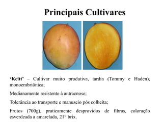 ‘Keitt’ – Cultivar muito produtiva, tardia (Tommy e Haden),
monoembriônica;
Medianamente resistente à antracnose;
Tolerância ao transporte e manuseio pós colheita;
Frutos (700g), praticamente desprovidos de fibras, coloração
esverdeada a amarelada, 21° brix.
Principais Cultivares
 