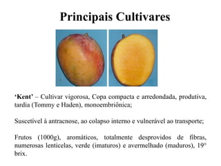 ‘Kent’ – Cultivar vigorosa, Copa compacta e arredondada, produtiva,
tardia (Tommy e Haden), monoembriônica;
Suscetível à antracnose, ao colapso interno e vulnerável ao transporte;
Frutos (1000g), aromáticos, totalmente desprovidos de fibras,
numerosas lenticelas, verde (imaturos) e avermelhado (maduros), 19°
brix.
Principais Cultivares
 