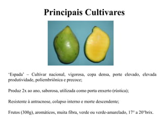 ‘Espada’ – Cultivar nacional, vigorosa, copa densa, porte elevado, elevada
produtividade, poliembriônica e precoce;
Produz 2x ao ano, saborosa, utilizada como porta enxerto (rústica);
Resistente à antracnose, colapso interno e morte descendente;
Frutos (300g), aromáticos, muita fibra, verde ou verde-amarelado, 17° a 20°brix.
Principais Cultivares
 