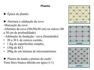 Plantio
► Época de plantio
► Abertura e adubação da cova
-Marcação da cova
-Abertura da cova (50x50x50 cm) ou sulcos (40
a 50 cm de profundidade)
- Adubação de fundação / cova (Semiárido):
• 20 a 30 L de esterco curtido,
• 1 Kg de superfosfato simples,
• 150g de KCl
• 200g de um mistura de micronutrientes
► Plantio da muda e pintura do caule:
Tinta látex branca diluída em água (1:1)
 