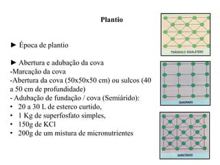 Plantio
► Época de plantio
► Abertura e adubação da cova
-Marcação da cova
-Abertura da cova (50x50x50 cm) ou sulcos (40
a 50 cm de profundidade)
- Adubação de fundação / cova (Semiárido):
• 20 a 30 L de esterco curtido,
• 1 Kg de superfosfato simples,
• 150g de KCl
• 200g de um mistura de micronutrientes
 