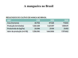 A mangueira no Brasil
 