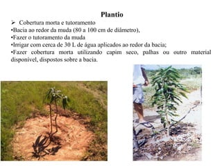 Plantio
➢ Cobertura morta e tutoramento
•Bacia ao redor da muda (80 a 100 cm de diâmetro),
•Fazer o tutoramento da muda
•Irrigar com cerca de 30 L de água aplicados ao redor da bacia;
•Fazer cobertura morta utilizando capim seco, palhas ou outro material
disponível, dispostos sobre a bacia.
 