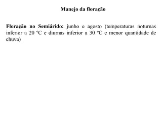 Manejo da floração
Floração no Semiárido: junho e agosto (temperaturas noturnas
inferior a 20 ºC e diurnas inferior a 30 ºC e menor quantidade de
chuva)
 