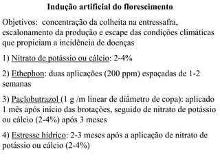 Indução artificial do florescimento
Objetivos: concentração da colheita na entressafra,
escalonamento da produção e escape das condições climáticas
que propiciam a incidência de doenças
1) Nitrato de potássio ou cálcio: 2-4%
2) Ethephon: duas aplicações (200 ppm) espaçadas de 1-2
semanas
3) Paclobutrazol (1 g /m linear de diâmetro de copa): aplicado
1 mês após início das brotações, seguido de nitrato de potássio
ou cálcio (2-4%) após 3 meses
4) Estresse hídrico: 2-3 meses após a aplicação de nitrato de
potássio ou cálcio (2-4%)
 