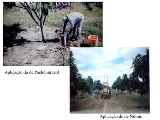 Aplicação do de Paclobutrazol
Aplicação do de Nitrato
 