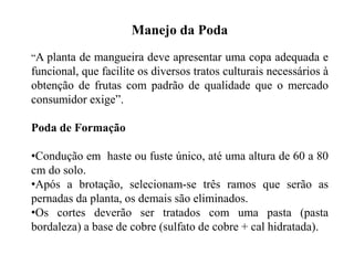 Manejo da Poda
“A planta de mangueira deve apresentar uma copa adequada e
funcional, que facilite os diversos tratos culturais necessários à
obtenção de frutas com padrão de qualidade que o mercado
consumidor exige”.
Poda de Formação
•Condução em haste ou fuste único, até uma altura de 60 a 80
cm do solo.
•Após a brotação, selecionam-se três ramos que serão as
pernadas da planta, os demais são eliminados.
•Os cortes deverão ser tratados com uma pasta (pasta
bordaleza) a base de cobre (sulfato de cobre + cal hidratada).
 