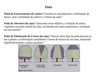 Poda
Poda de Encurtamento de ramos:“Consiste no encurtamento e eliminação de
ramos, com a finalidade de reduzir o volume da copa.”
Poda de Abertura da copa:“Apresenta como objetivo, a redução da massa
vegetativa na parte central da copa, resultando em maior arejamento e insolação
em seu interior.”
Poda de Eliminação do Centro da copa:“Através deste tipo de poda procura-se
dar à planta a conformação semelhante a forma de tronco de um cone, reduzindo
significativamente a altura da planta.”
 