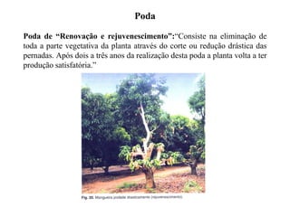 Poda
Poda de “Renovação e rejuvenescimento”:“Consiste na eliminação de
toda a parte vegetativa da planta através do corte ou redução drástica das
pernadas. Após dois a três anos da realização desta poda a planta volta a ter
produção satisfatória.”
 