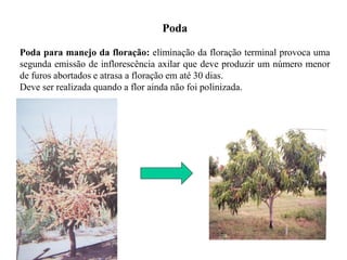 Poda
Poda para manejo da floração: eliminação da floração terminal provoca uma
segunda emissão de inflorescência axilar que deve produzir um número menor
de furos abortados e atrasa a floração em até 30 dias.
Deve ser realizada quando a flor ainda não foi polinizada.
 