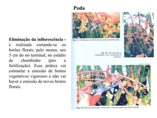 Poda
Eliminação da inflorescência -
é realizada cortando-se os
botões florais, pelo menos, aos
5 cm do nó terminal, no estádio
de chumbinho (pós a
fertilização). Essa prática vai
estimular a emissão de brotos
vegetativos vigorosos e não vai
haver a emissão de novos brotos
florais.
 