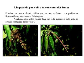 Limpeza da panícula e raleamentos dos frutos
Eliminar os restos florais, folhas em excesso e frutos com problemas
fitossanitários, mecânicos e fisiológicos.
A retirada dos restos florais deve ser feita quando o fruto está no
estádio conhecido como “ovo”.
 