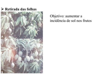 ➢ Retirada das folhas
Objetivo: aumentar a
incidência de sol nos frutos
 