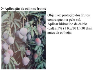 ➢ Aplicação de cal nos frutos
Objetivo: proteção dos frutos
contra queima pelo sol.
Aplicar hidróxido de cálcio
(cal) a 5% (1 Kg/20 L) 30 dias
antes da colheita
 