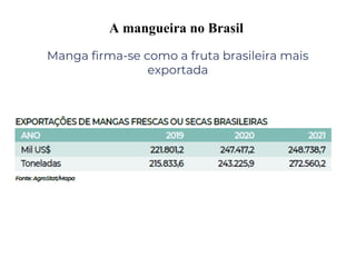 A mangueira no Brasil
Manga firma-se como a fruta brasileira mais
exportada
 