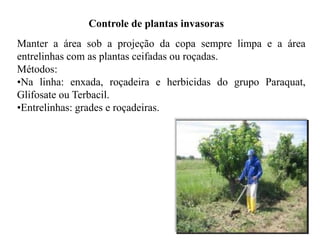 Controle de plantas invasoras
Manter a área sob a projeção da copa sempre limpa e a área
entrelinhas com as plantas ceifadas ou roçadas.
Métodos:
•Na linha: enxada, roçadeira e herbicidas do grupo Paraquat,
Glifosate ou Terbacil.
•Entrelinhas: grades e roçadeiras.
 