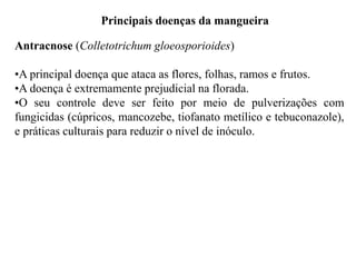 Antracnose (Colletotrichum gloeosporioides)
•A principal doença que ataca as flores, folhas, ramos e frutos.
•A doença é extremamente prejudicial na florada.
•O seu controle deve ser feito por meio de pulverizações com
fungicidas (cúpricos, mancozebe, tiofanato metílico e tebuconazole),
e práticas culturais para reduzir o nível de inóculo.
Principais doenças da mangueira
 