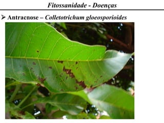 Fitossanidade - Doenças
➢ Antracnose – Colletotrichum gloeosporioides
 