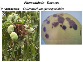 Fitossanidade - Doenças
➢ Antracnose – Colletotrichum gloeosporioides
 