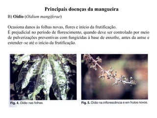 B) Oídio (Oidium mangiferae)
Ocasiona danos às folhas novas, flores e início da frutificação.
É prejudicial no período de florescimento, quando deve ser controlado por meio
de pulverizações preventivas com fungicidas à base de enxofre, antes da antse e
estender–se até o início da frutificação.
Principais doenças da mangueira
 