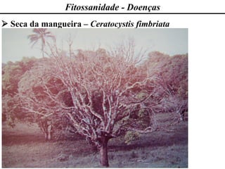 Fitossanidade - Doenças
➢ Seca da mangueira – Ceratocystis fimbriata
 