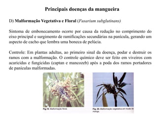 Principais doenças da mangueira
D) Malformação Vegetativa e Floral (Fusarium subglutinans)
Sintoma de embonecamento ocorre por causa da redução no comprimento do
eixo principal e surgimento de ramificações secundárias na panícula, gerando um
aspecto de cacho que lembra uma boneca de pelúcia.
Controle: Em plantas adultas, ao primeiro sinal da doença, podar e destruir os
ramos com a malformação. O controle químico deve ser feito em viveiros com
acaricidas e fungicidas (captan e mancozeb) após a poda dos ramos portadores
de panículas malformadas.
 