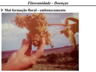 Fitossanidade - Doenças
➢ Mal formação floral - embonecamento
 