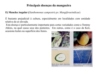 Principais doenças da mangueira
E) Mancha Angular (Xanthomonas campestris pv. Mangiferaeindicae)
É bastante prejudicial à cultura, especialmente em localidades com umidade
relativa do ar elevada.
Esta doença é particularmente importante para certas variedades como a Tommy
Atkins, na qual causa seca dos ponteiros. Em outras, como é o caso da Keit,
ocasiona lesões na superfície dos frutos.
 