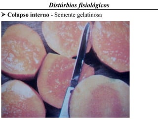 Distúrbios fisiológicos
➢ Colapso interno - Semente gelatinosa
 