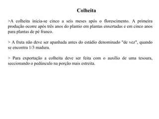 Colheita
>A colheita inicia-se cinco a seis meses após o florescimento. A primeira
produção ocorre após três anos do plantio em plantas enxertadas e em cinco anos
para plantas de pé franco.
> A fruta não deve ser apanhada antes do estádio denominado "de vez", quando
se encontra 1/3 madura.
> Para exportação a colheita deve ser feita com o auxílio de uma tesoura,
seccionando o pedúnculo na porção mais estreita.
 