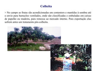 Colheita
> No campo as frutas são acondicionadas em contentors e mantidas à sombra até
o envio para barracões ventilados, onde são classificadas e embaladas em caixas
de papelão ou madeira, para remessa ao mercado interno. Para exportação elas
sofrem antes um tratamento pós-colheita.
 