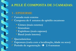 Camada mais externa Composta de 4  estratos de epitélio escamoso 1 - EPIDERME Córneo (mais externo) Granuloso Espinhoso (mais espesso) Basal (mais interno) Queratinócitos Espessura (varia com a localização, idade ou sexo) Período de regeneração     ± 4 semanas A PELE É COMPOSTA DE 3 CAMADAS: 